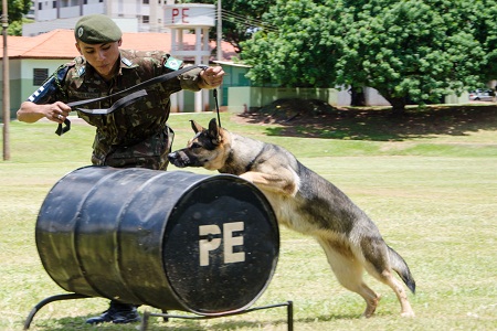 caes guerra PE 6